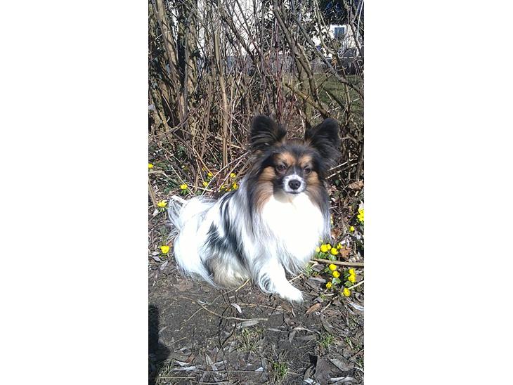 {{currentPhoto.altText}} billede {{currentPhoto.number}}