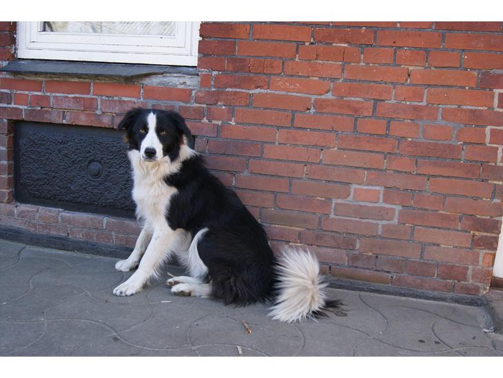 {{currentPhoto.altText}} billede {{currentPhoto.number}}