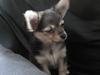 Chihuahua Silke