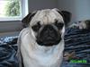 Mops Muffin