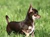 Chihuahua Gimmie From Sweetie DKK