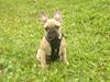 Fransk bulldog Cocio