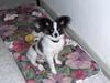 Papillon Lykkedalen´s Majka