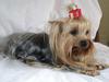 Yorkshire terrier Fiffi [Tidl. hund]