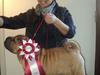Shar pei MultiCH. Bonnie Gold-Panonnia-des-Chandgueré. (She