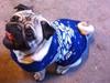 Mops Ozzy