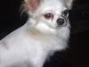 Chihuahua King <3 SOLGT 