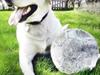 Labrador retriever Lucka [ Himmelhund]