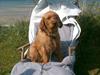 Basset fauve de bretagne Fendi