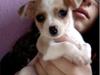 Chihuahua Berry