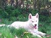 Siberian husky Koda [Tidl. hund]