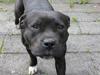 Staffordshire bull terrier Ragna
