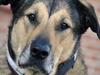 Blanding af racer | Rex *Charmetrolden* [ Himmelhund]