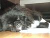 Pekingeser Lucca