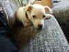 Jack russell terrier Wilma