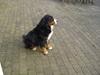 Berner sennenhund Queen Von der Holderstockhöhe [ Himmelhund]