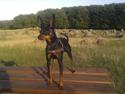 Dvaergpinscher Buster