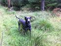 Grand danois Grand-Apso Blue Jupiter