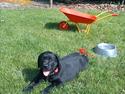 Labrador retriever Tumbarumba`s "Texas"