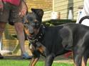 Dvaergpinscher Rødkildes Ferba