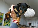 Dvaergpinscher Frida