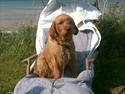 Basset fauve de bretagne Fendi