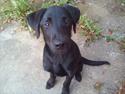 Labrador retriever Zazha