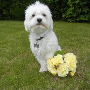 Coton de tulear Cooper