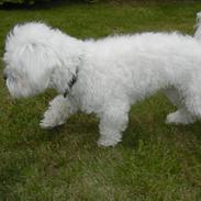 Coton de tulear Cooper