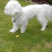 Coton de tulear Cooper