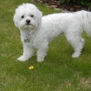 Coton de tulear Cooper