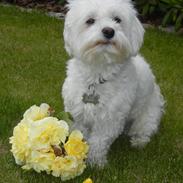 Coton de tulear Cooper