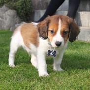 Kooikerhondje Louis