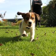 Kooikerhondje Louis