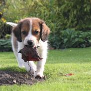 Kooikerhondje Louis