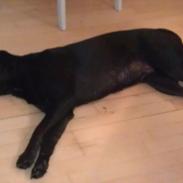 Blanding af racer Smilla