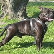 Staffordshire bull terrier Obelix