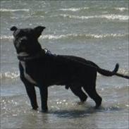 Staffordshire bull terrier Obelix