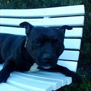 Staffordshire bull terrier Obelix