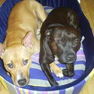 Staffordshire bull terrier Obelix