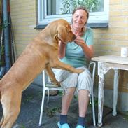 Broholmer Wspomnienie Darmy FRIDA