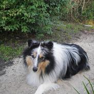 Shetland sheepdog Kræmers Yatzy Yahoo