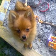 Pomeranian Emma Rasmussen