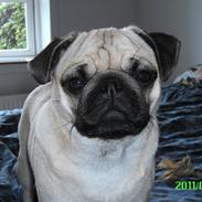 Mops Muffin