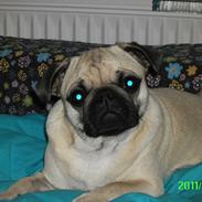 Mops Muffin