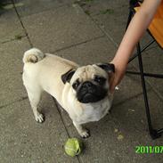 Mops Muffin