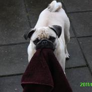 Mops Muffin