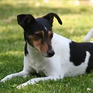 Dansk svensk gaardhund Trille