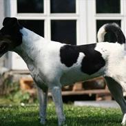 Dansk svensk gaardhund Trille