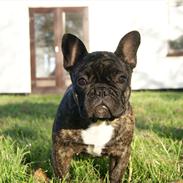 Fransk bulldog Henea Dugamale/Gucci